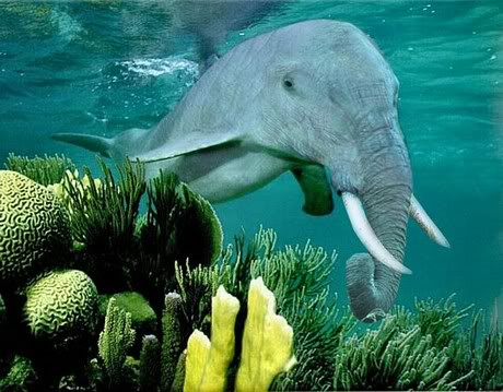 Elephant Dolphin Photoshop